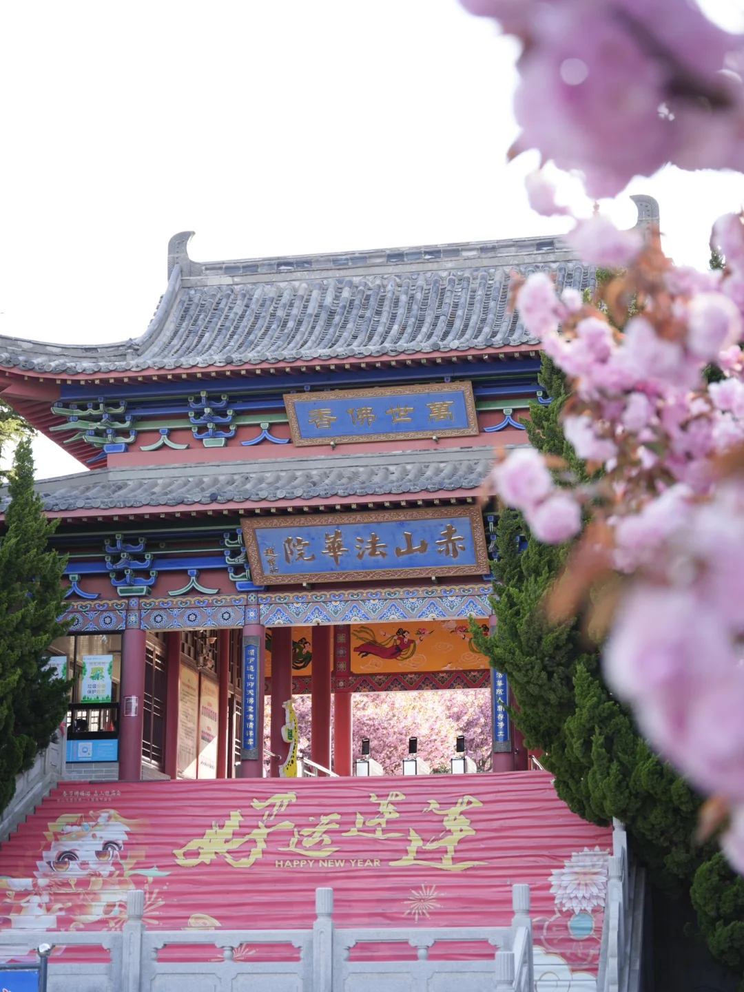 烟台五一周边游🌸威海石岛赤山樱花节‼️