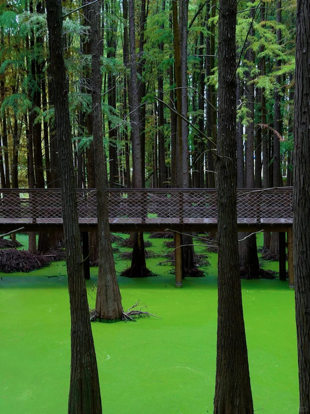 五一可冲！杭州抹茶森林已经开始变绿啦🍃