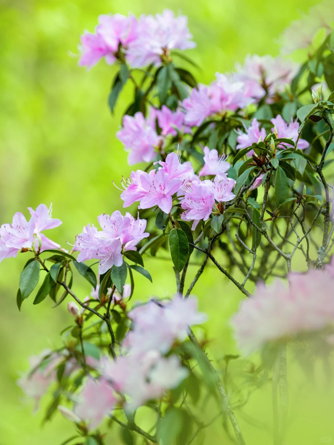 🌿在云端花海解锁春日治愈力🌿