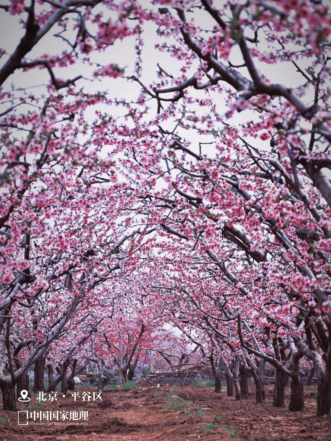 春天来这里，迎接你的“桃花”运🌺