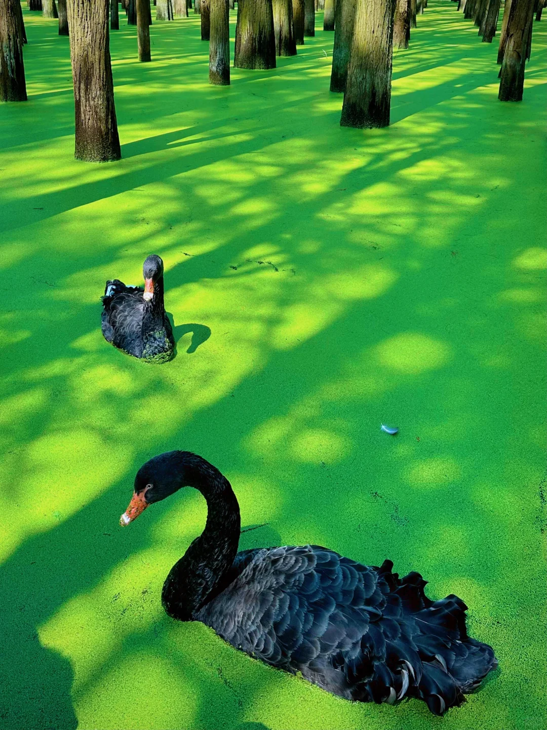 五一可冲！杭州抹茶森林已经开始变绿啦🍃