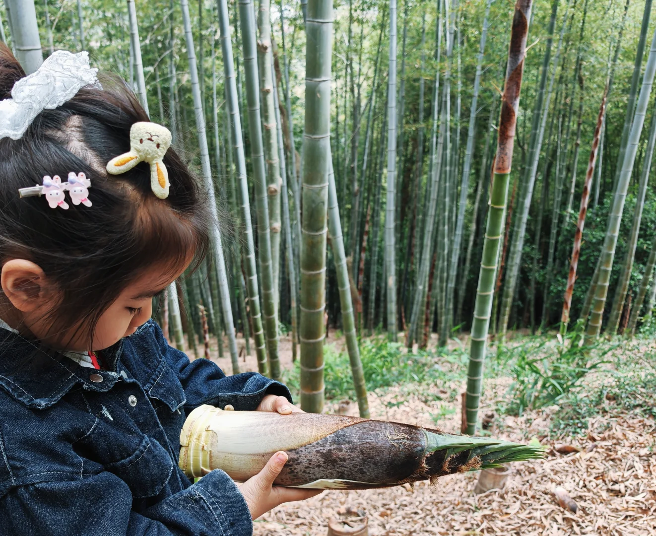 上海天马山亲子友好徒步：强烈推荐低幼宝宝