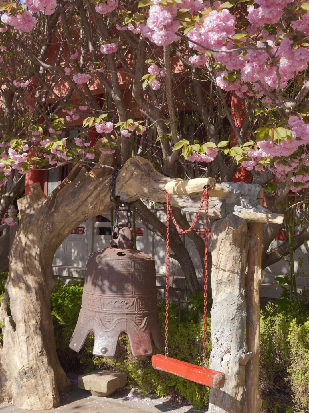 烟台五一周边游🌸威海石岛赤山樱花节‼️