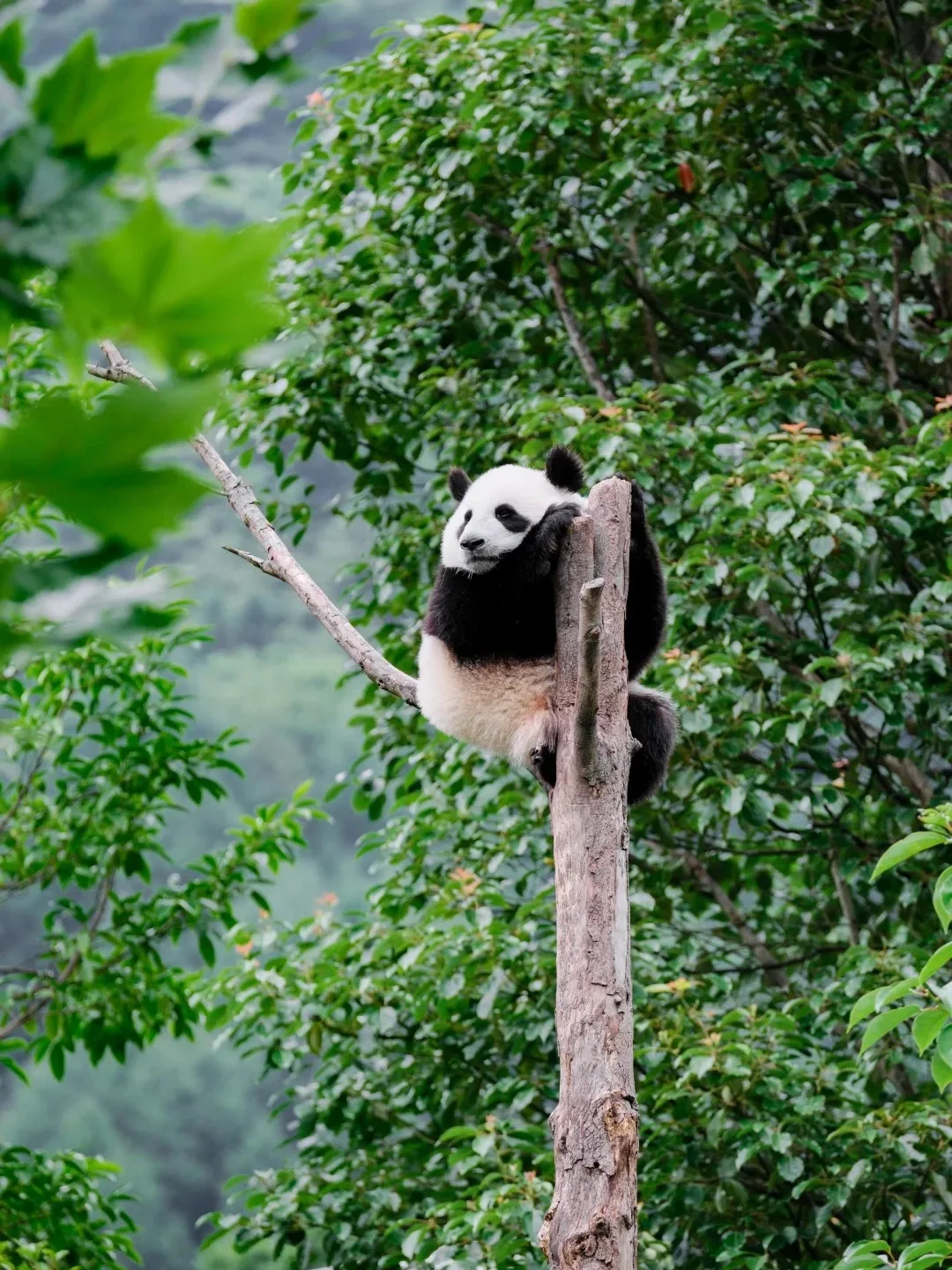 四姑娘山豪赌成功！美过瑞士的夏日氧吧🍃💐