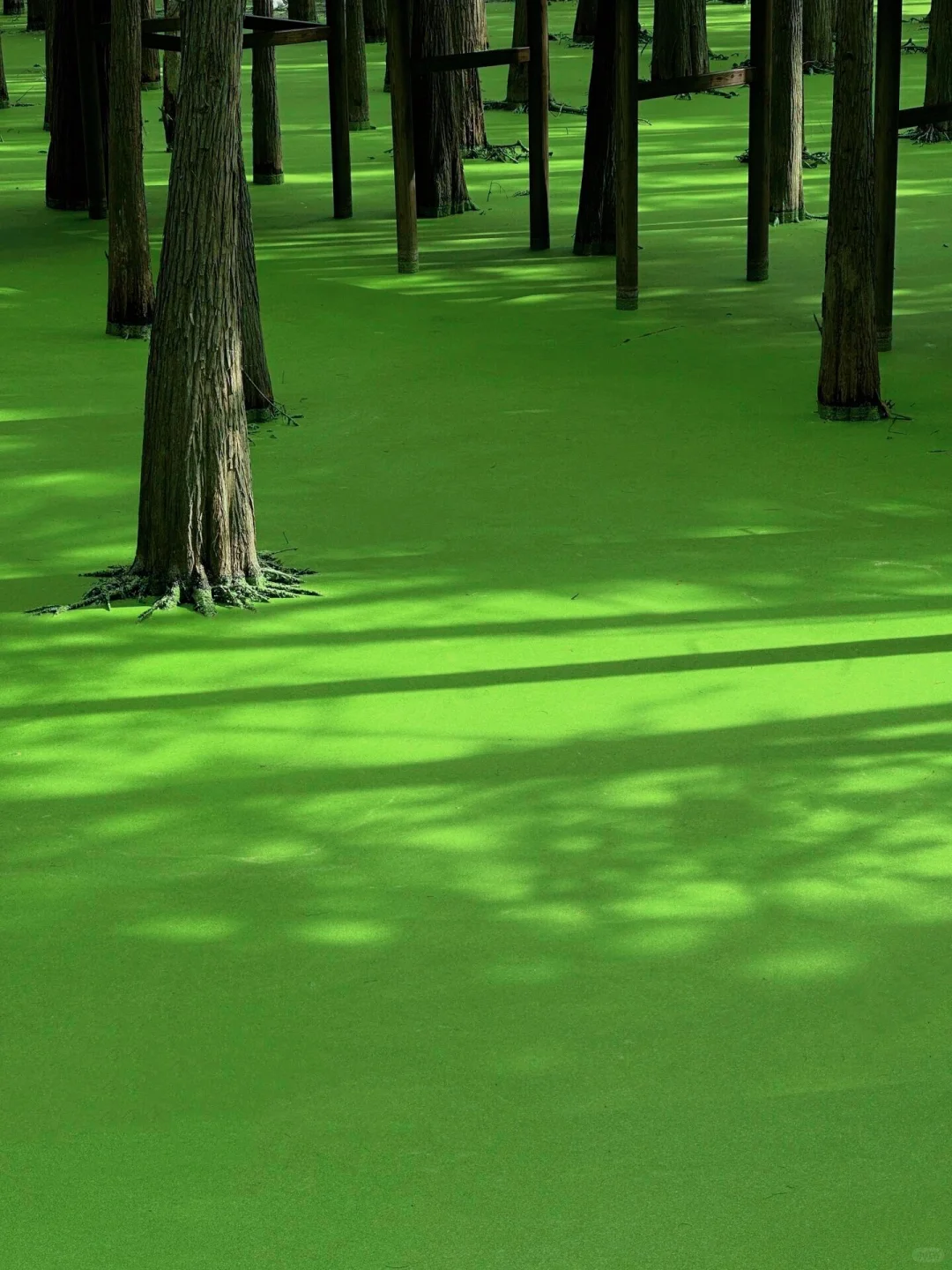 五一可冲！杭州抹茶森林已经开始变绿啦🍃