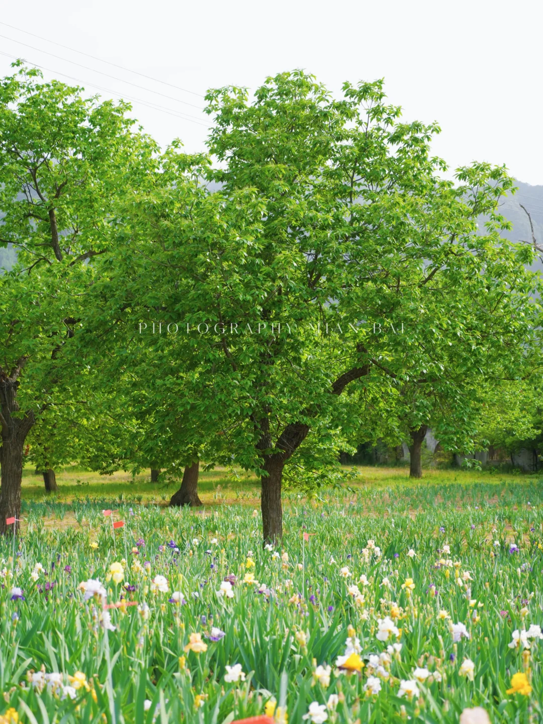 西安地铁直达,避开人群承包一座山的春天~