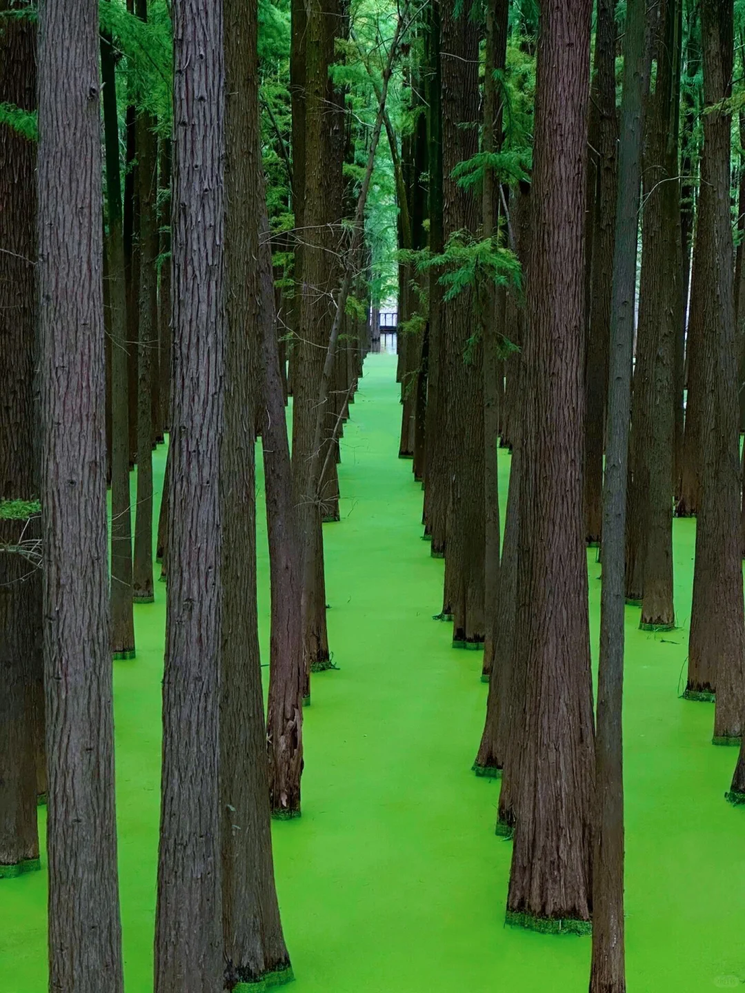 五一可冲！杭州抹茶森林已经开始变绿啦🍃