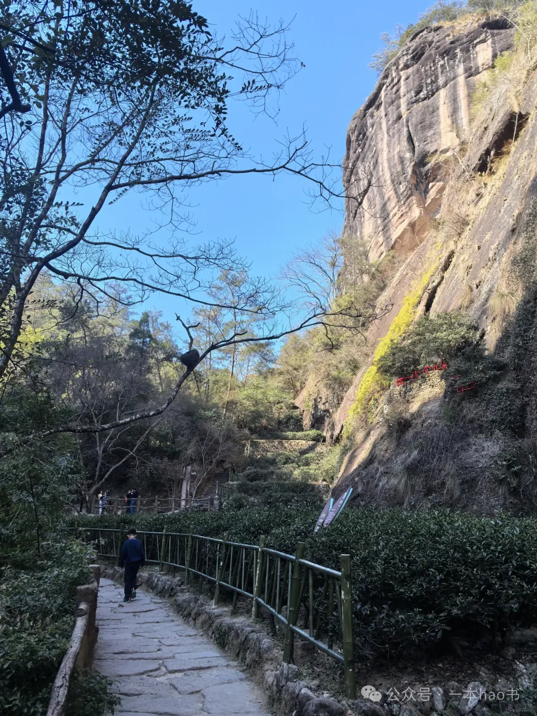 春节前游衢州和武夷山day3大红袍景区