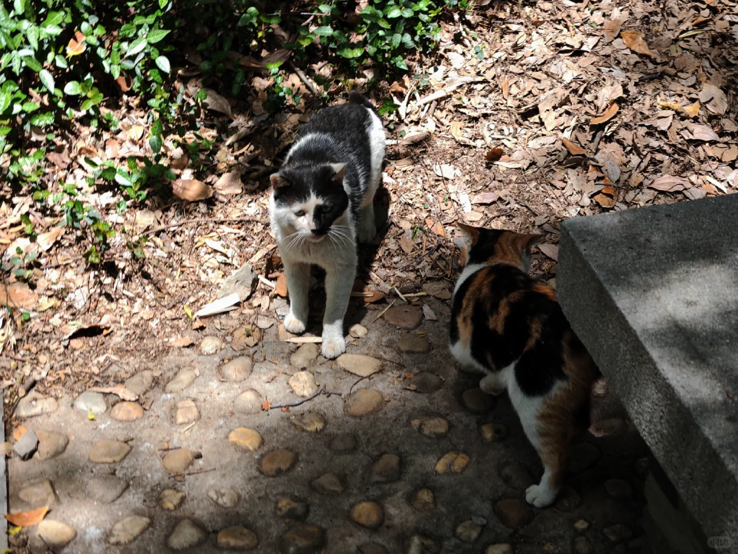 上海天马山亲子友好徒步：强烈推荐低幼宝宝