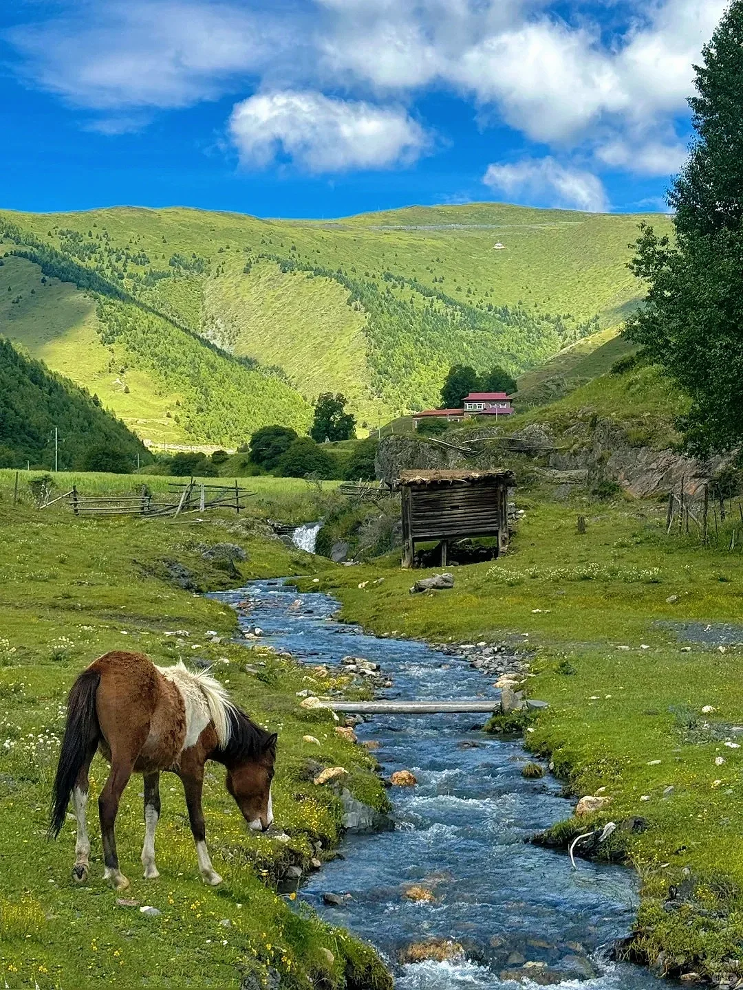 四姑娘山豪赌成功！美过瑞士的夏日氧吧🍃💐