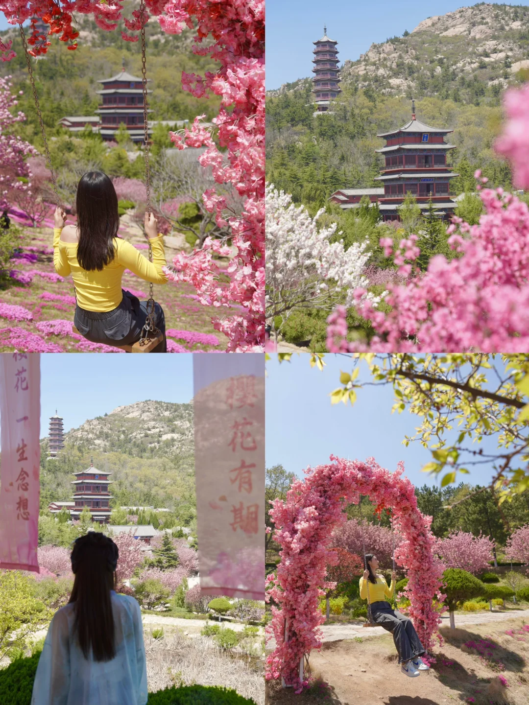 烟台五一周边游🌸威海石岛赤山樱花节‼️