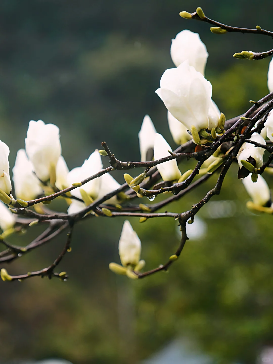 🌿在云端花海解锁春日治愈力🌿