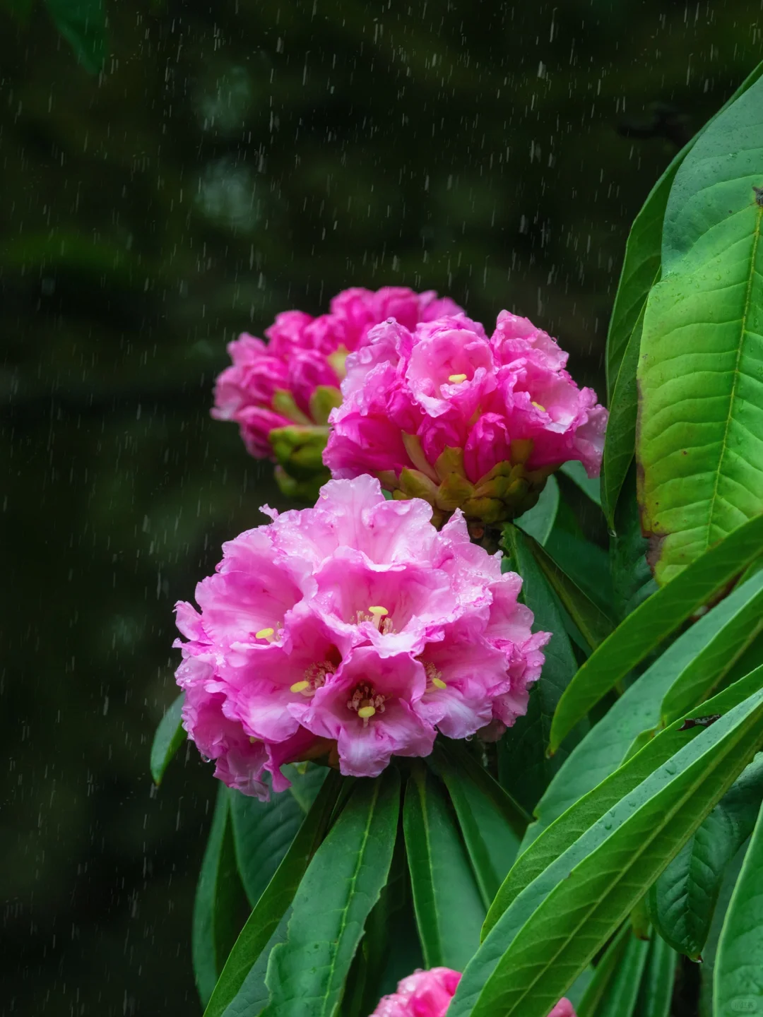 🌿在云端花海解锁春日治愈力🌿