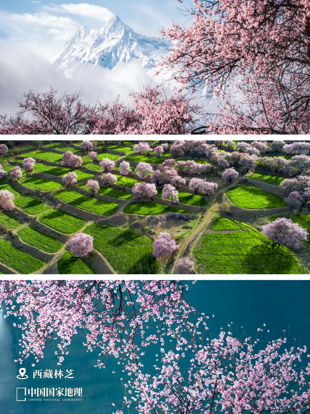 春天来这里，迎接你的“桃花”运🌺