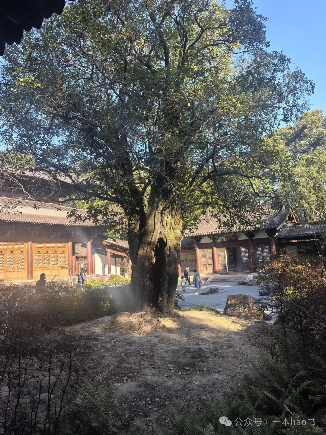 春节前游衢州和武夷山day3大红袍景区