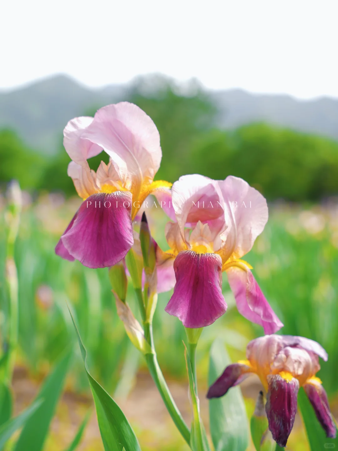 西安地铁直达,避开人群承包一座山的春天~