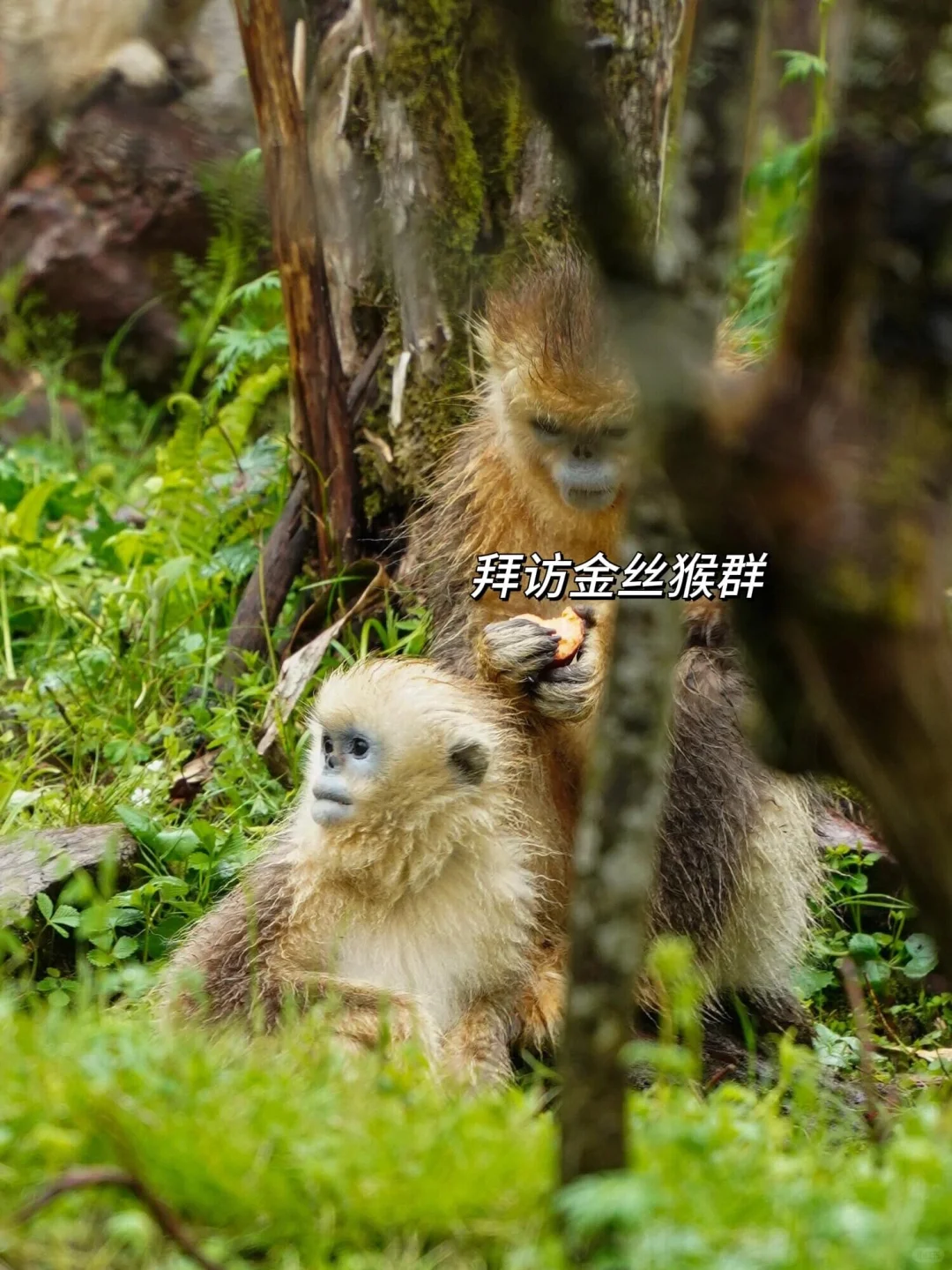 在贵州和恩施之间选择了恩施，冷门带娃绝了