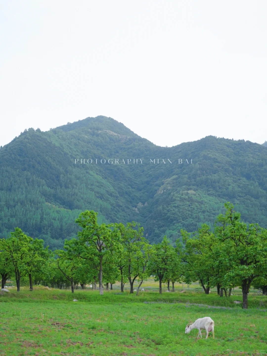 西安地铁直达,避开人群承包一座山的春天~
