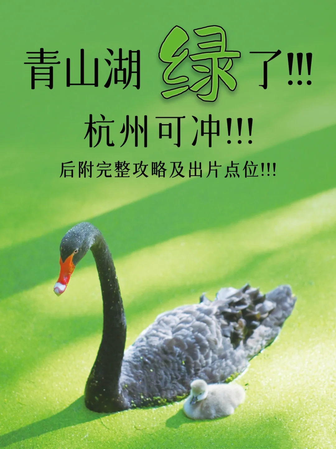 青山湖绿了🍃！杭州可冲🔝！后附详细攻略🔎！