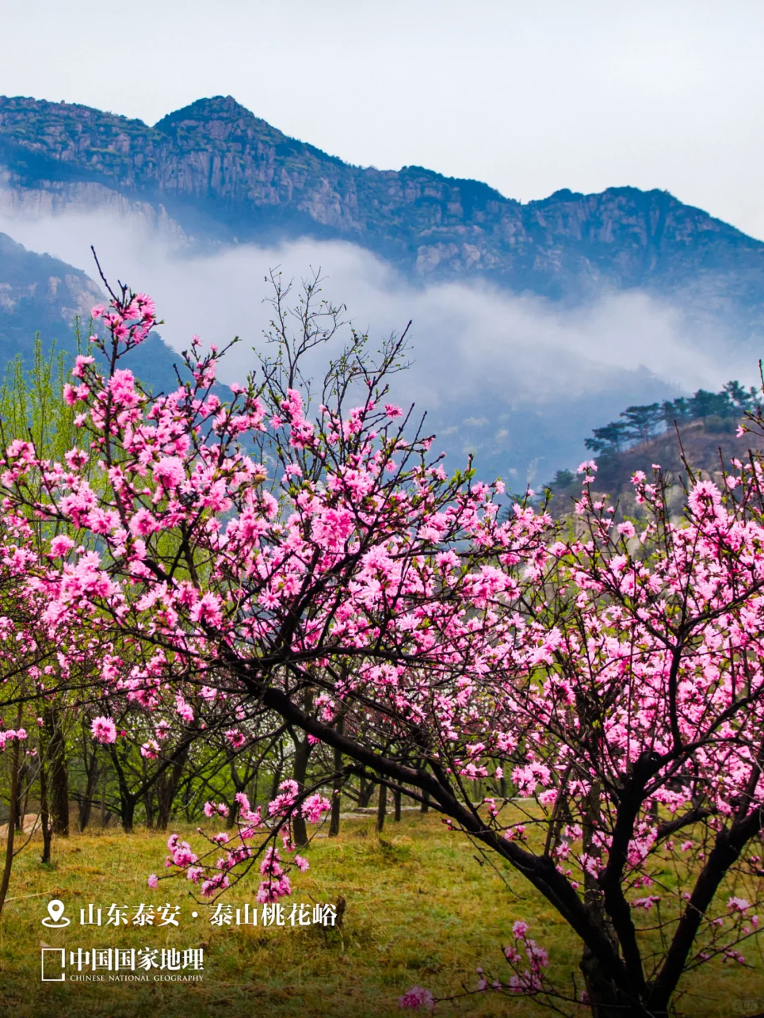 春天来这里，迎接你的“桃花”运🌺