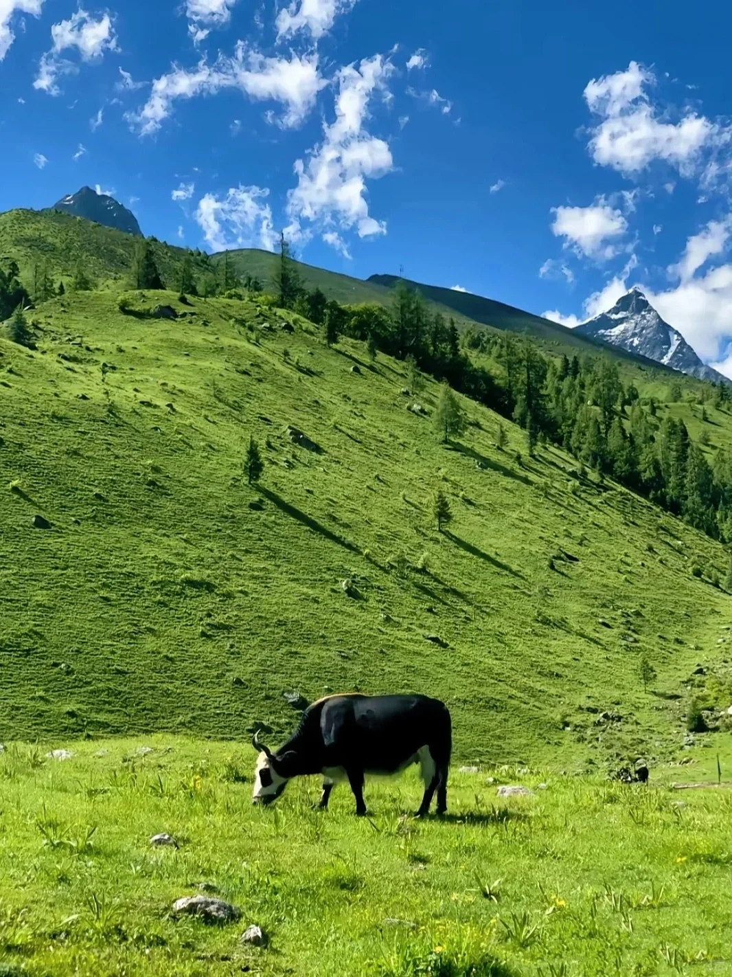 四姑娘山豪赌成功！美过瑞士的夏日氧吧🍃💐