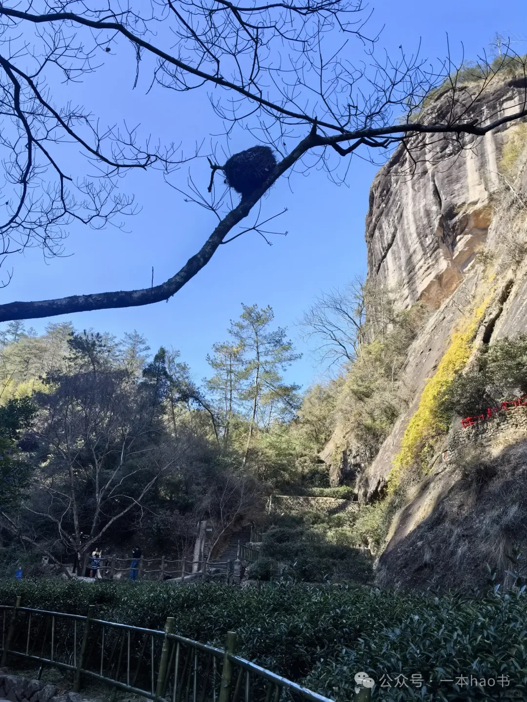 春节前游衢州和武夷山day3大红袍景区