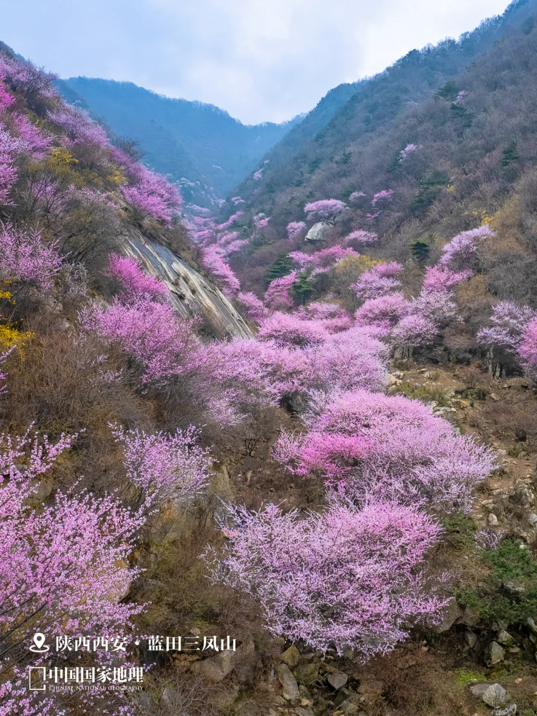 春天来这里，迎接你的“桃花”运🌺