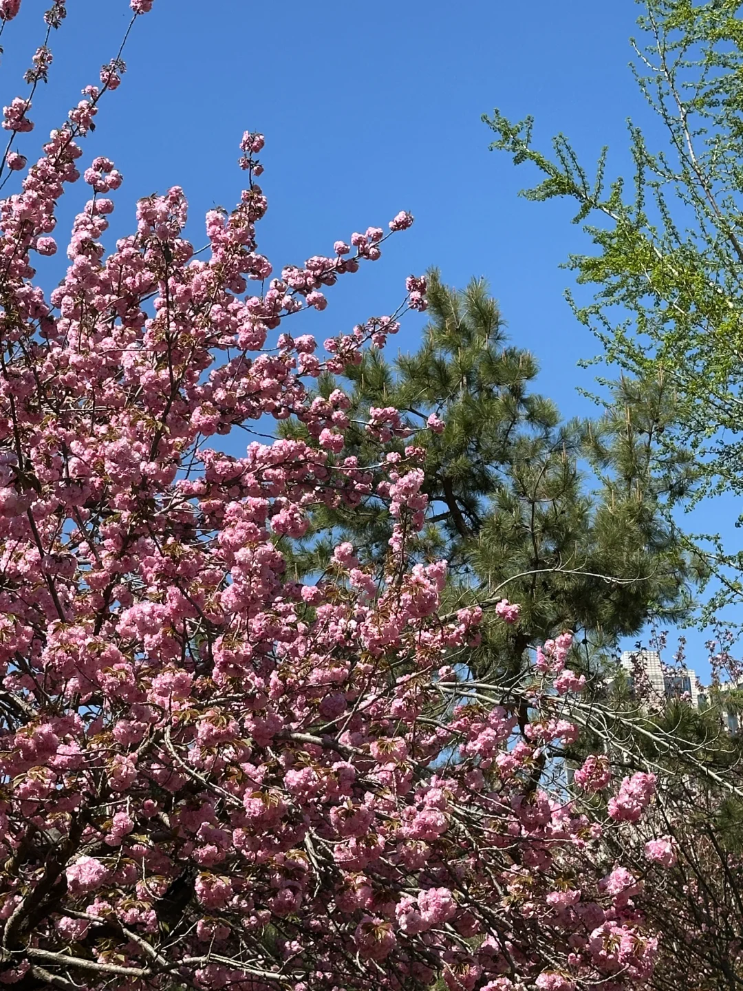邯郸｜淄博出发不极限的周末24小时📸