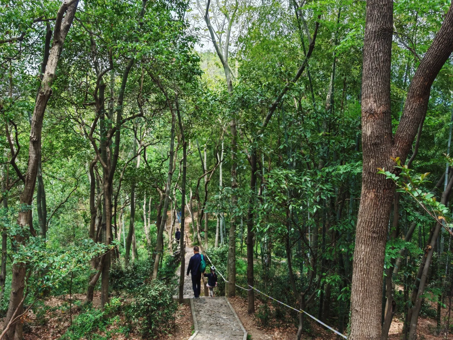 上海天马山亲子友好徒步：强烈推荐低幼宝宝