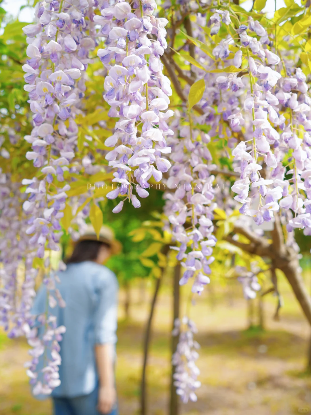 西安地铁直达,避开人群承包一座山的春天~