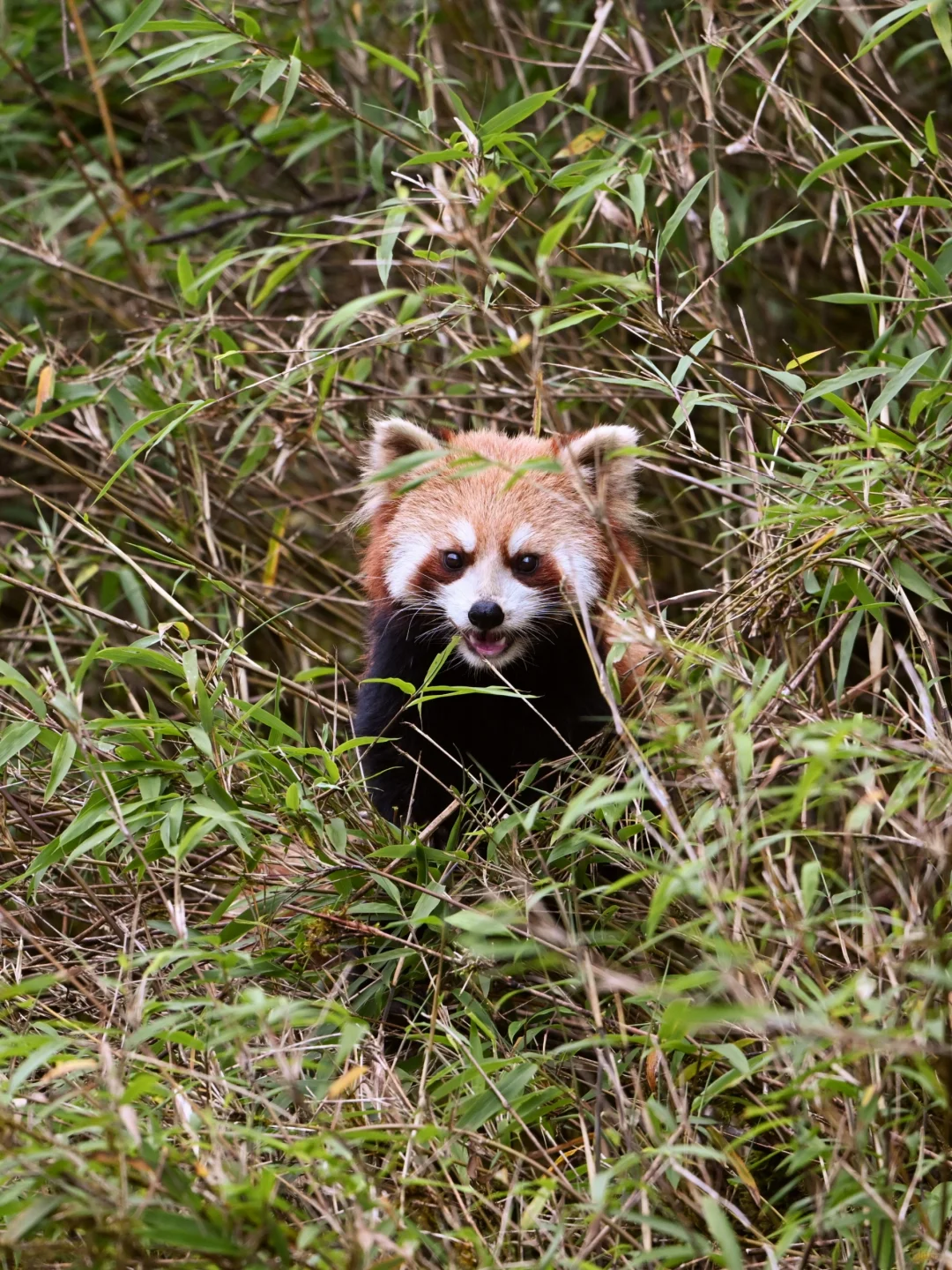 🌿在云端花海解锁春日治愈力🌿
