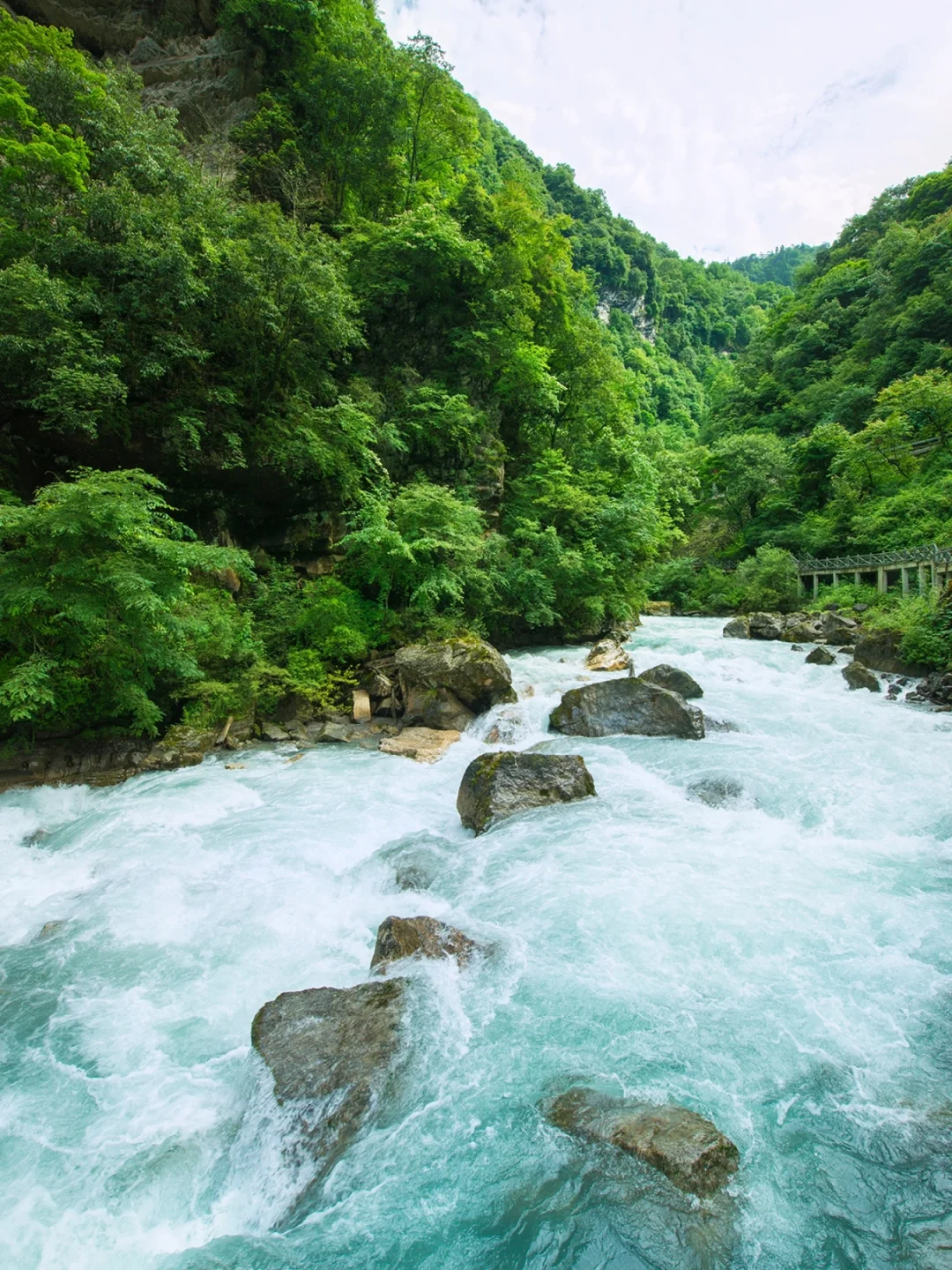 🌿在云端花海解锁春日治愈力🌿