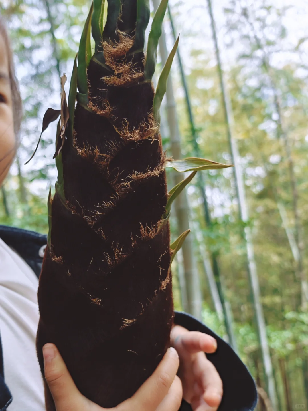 上海天马山亲子友好徒步：强烈推荐低幼宝宝