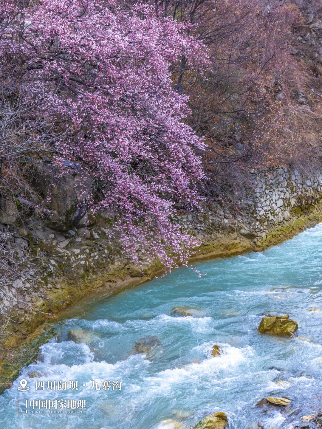 春天来这里，迎接你的“桃花”运🌺