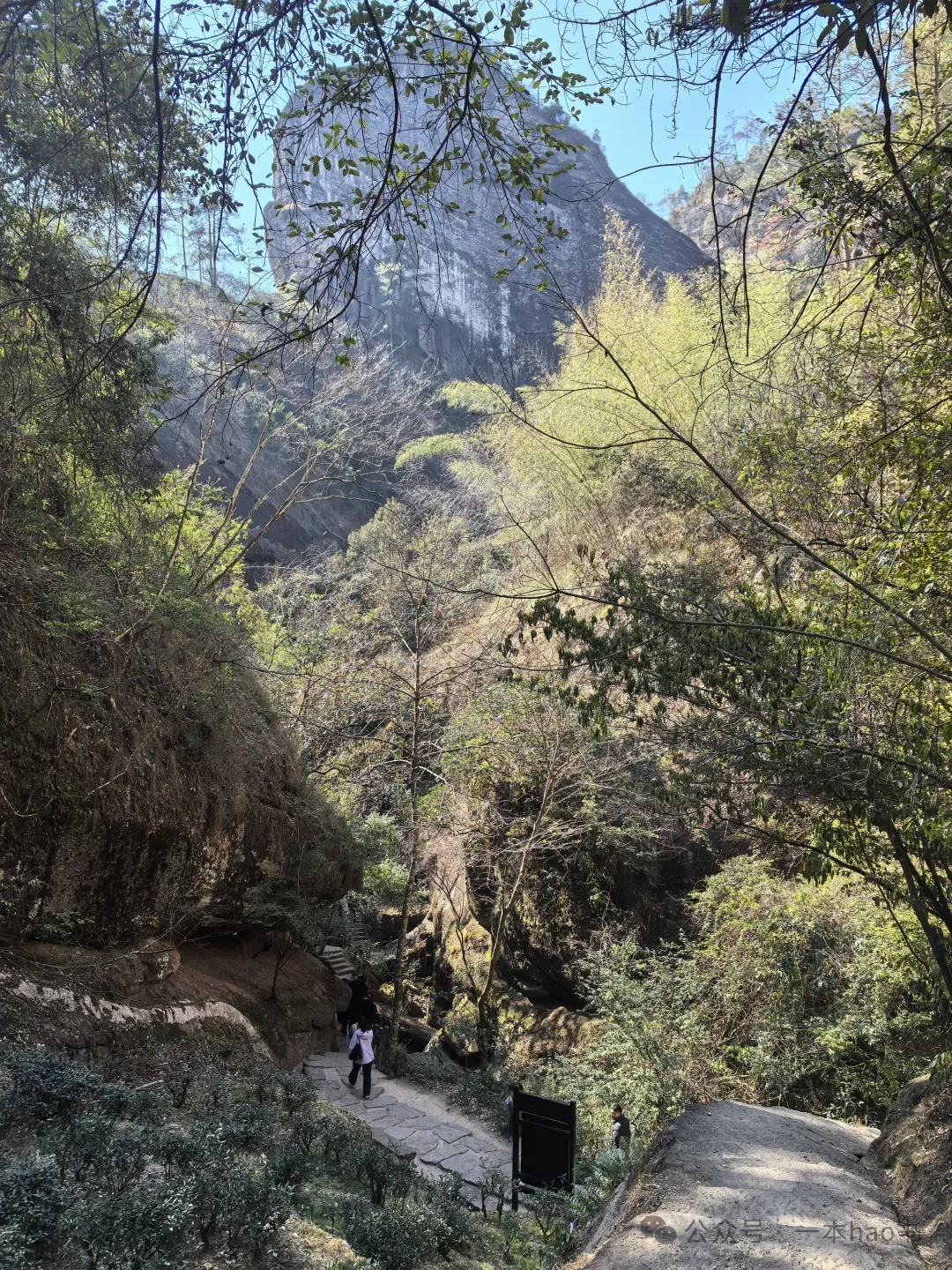 春节前游衢州和武夷山day3大红袍景区