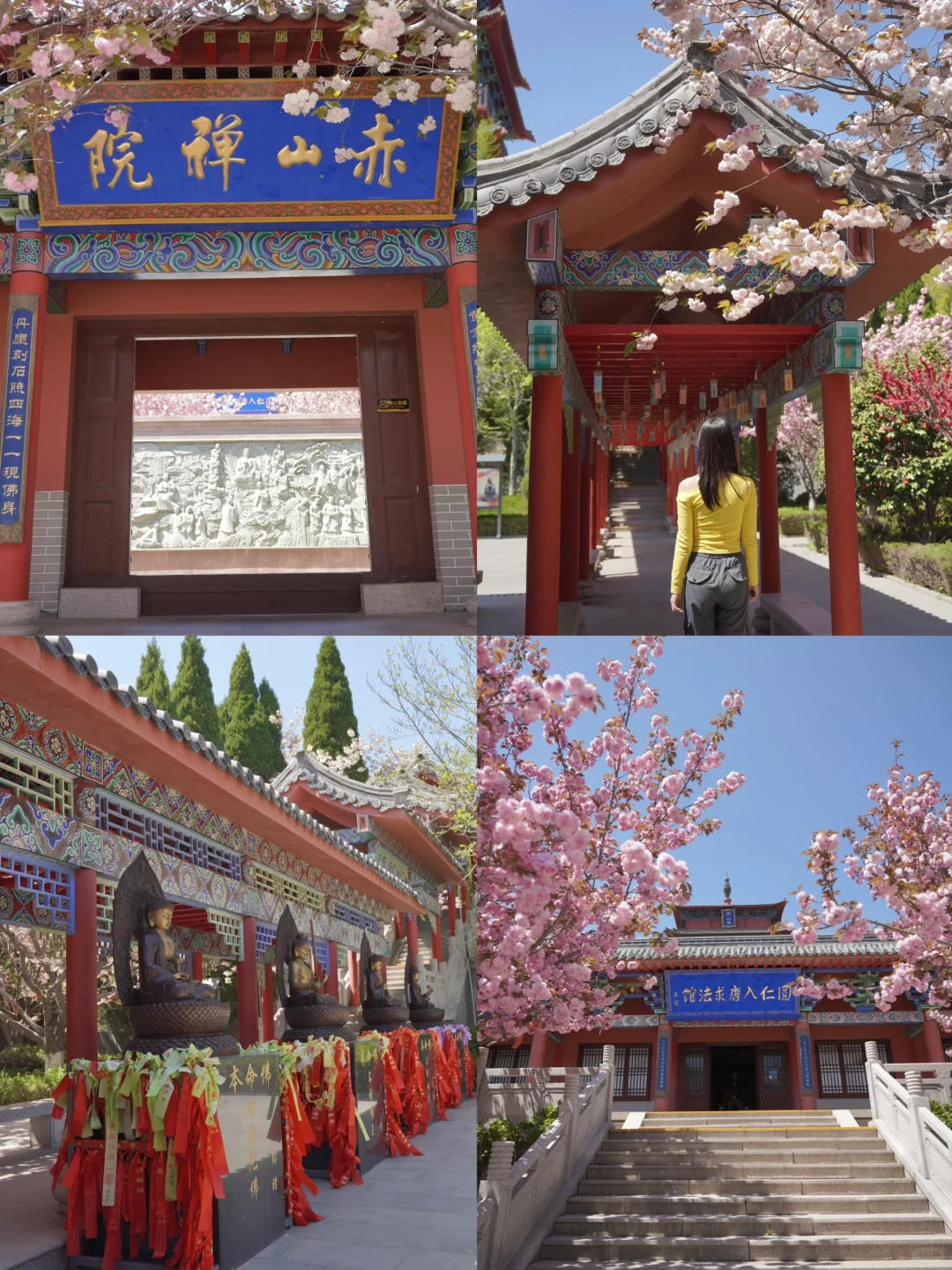 烟台五一周边游🌸威海石岛赤山樱花节‼️