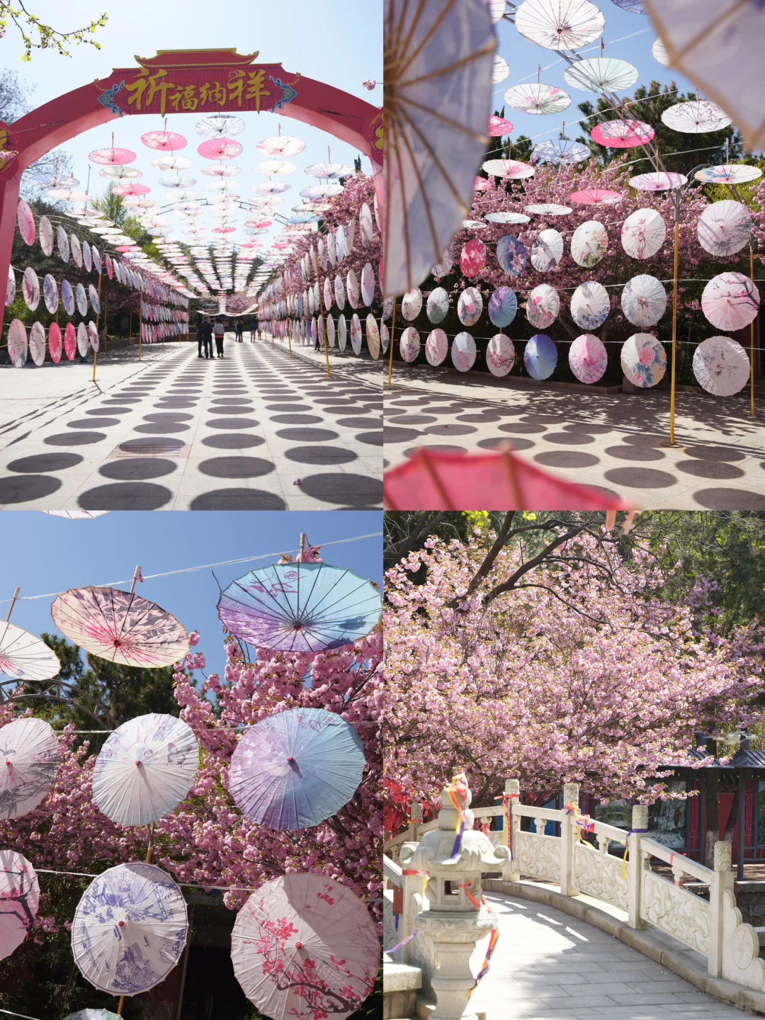 烟台五一周边游🌸威海石岛赤山樱花节‼️