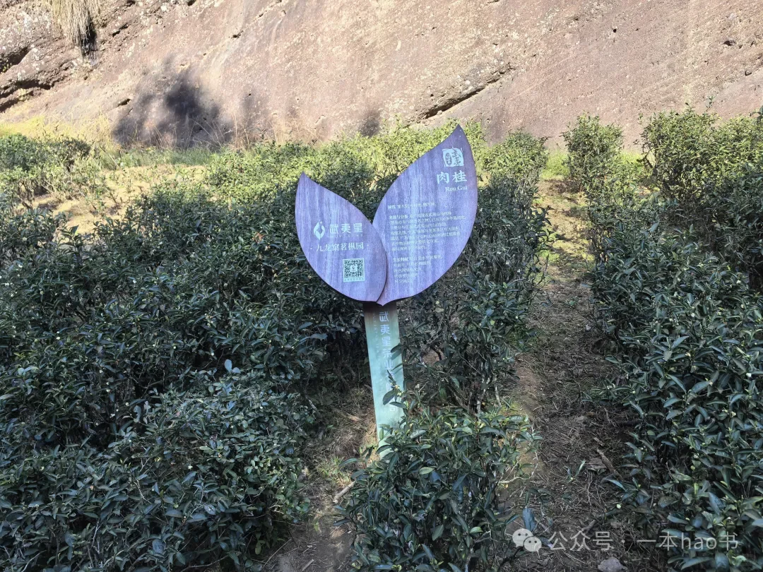 春节前游衢州和武夷山day3大红袍景区