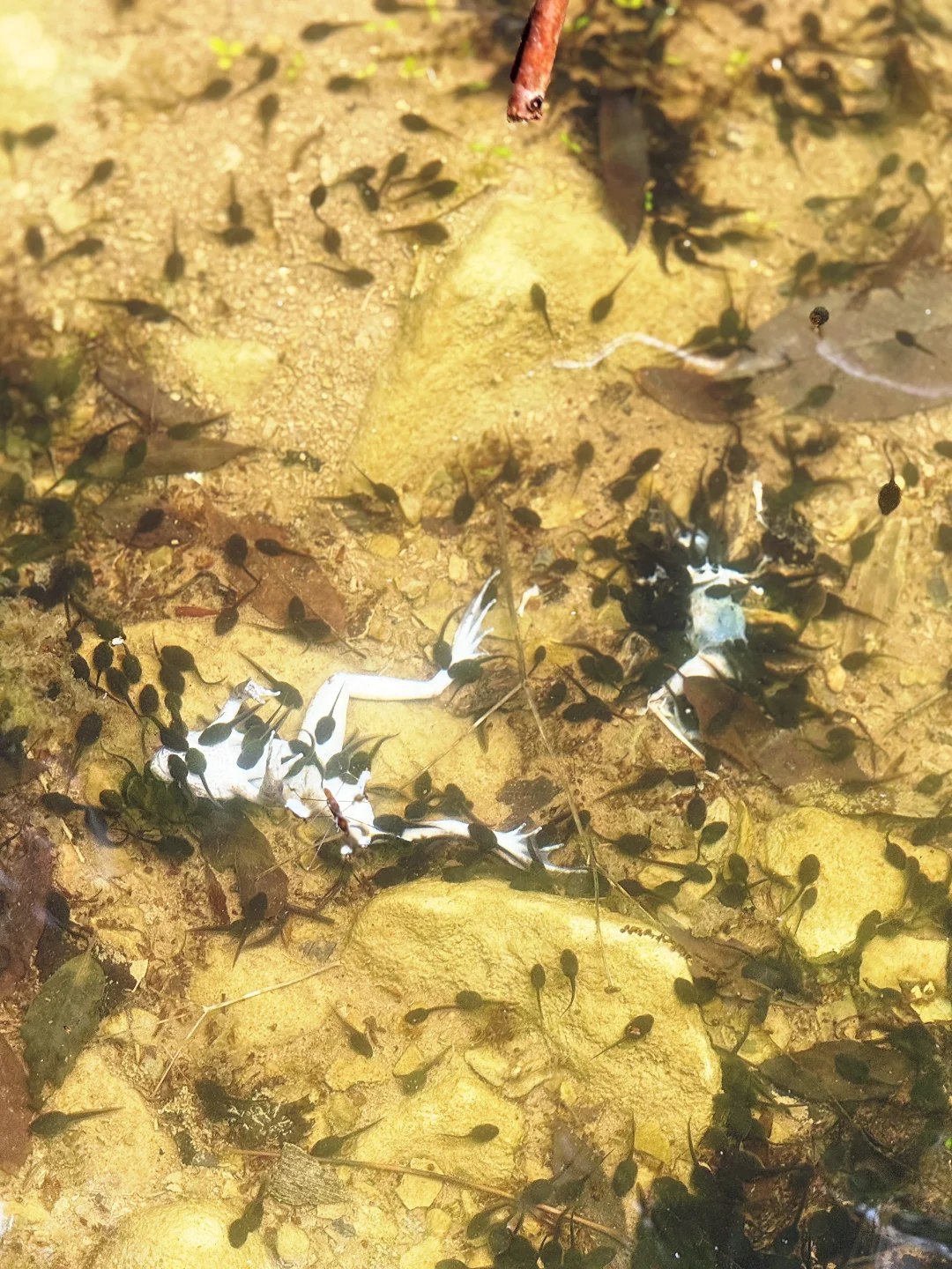 🎉探秘十八里河🌊自然美景,亲子游的好去处!