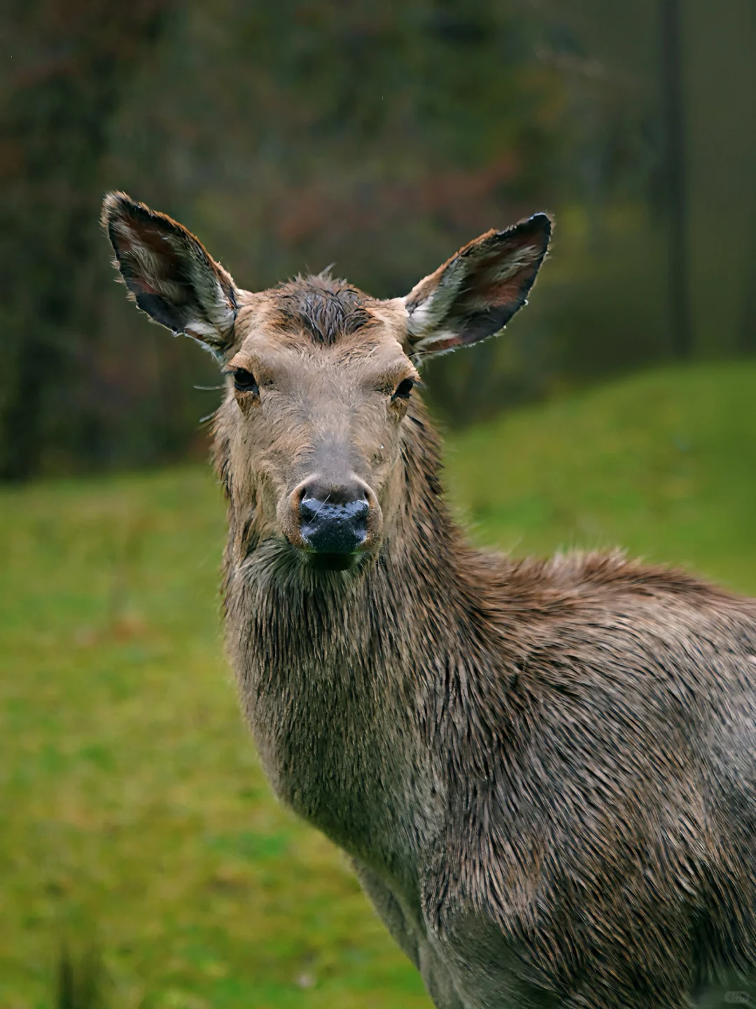 🌿在云端花海解锁春日治愈力🌿