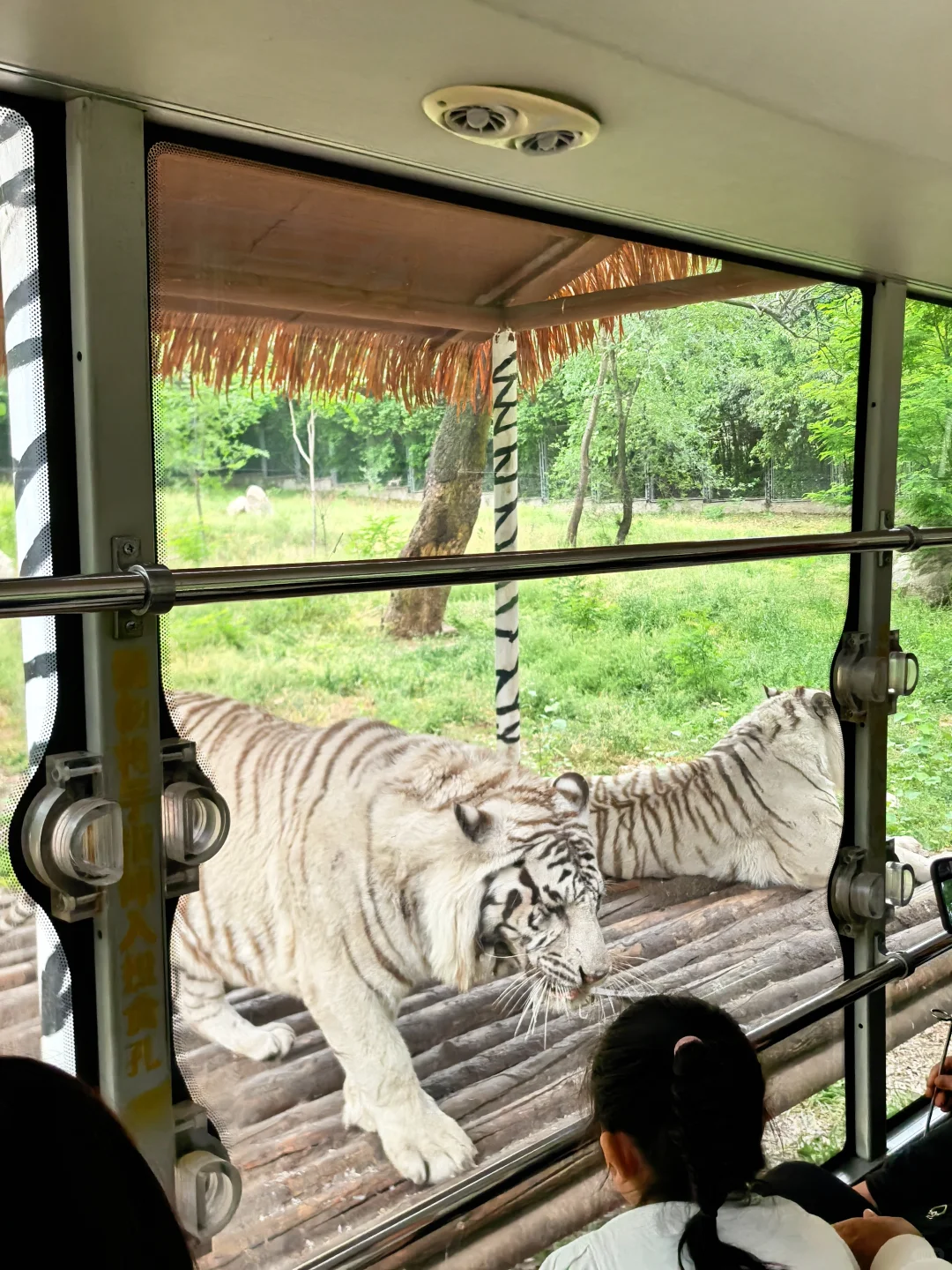 崩溃❗️秦岭野生动物园会惩罚不做攻略每个