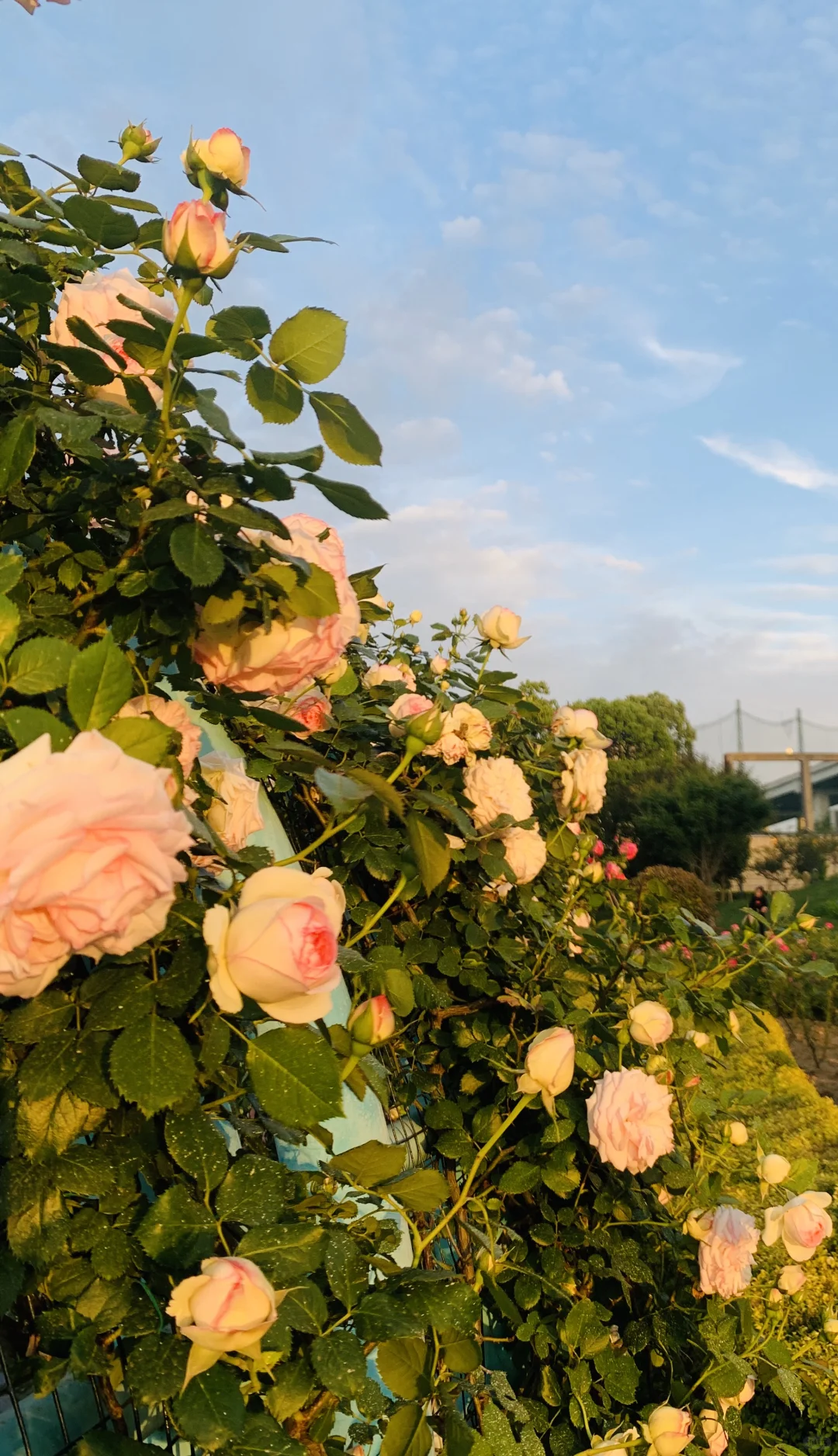 闯入南浦大桥花海秘境！江边吹风附夜景！