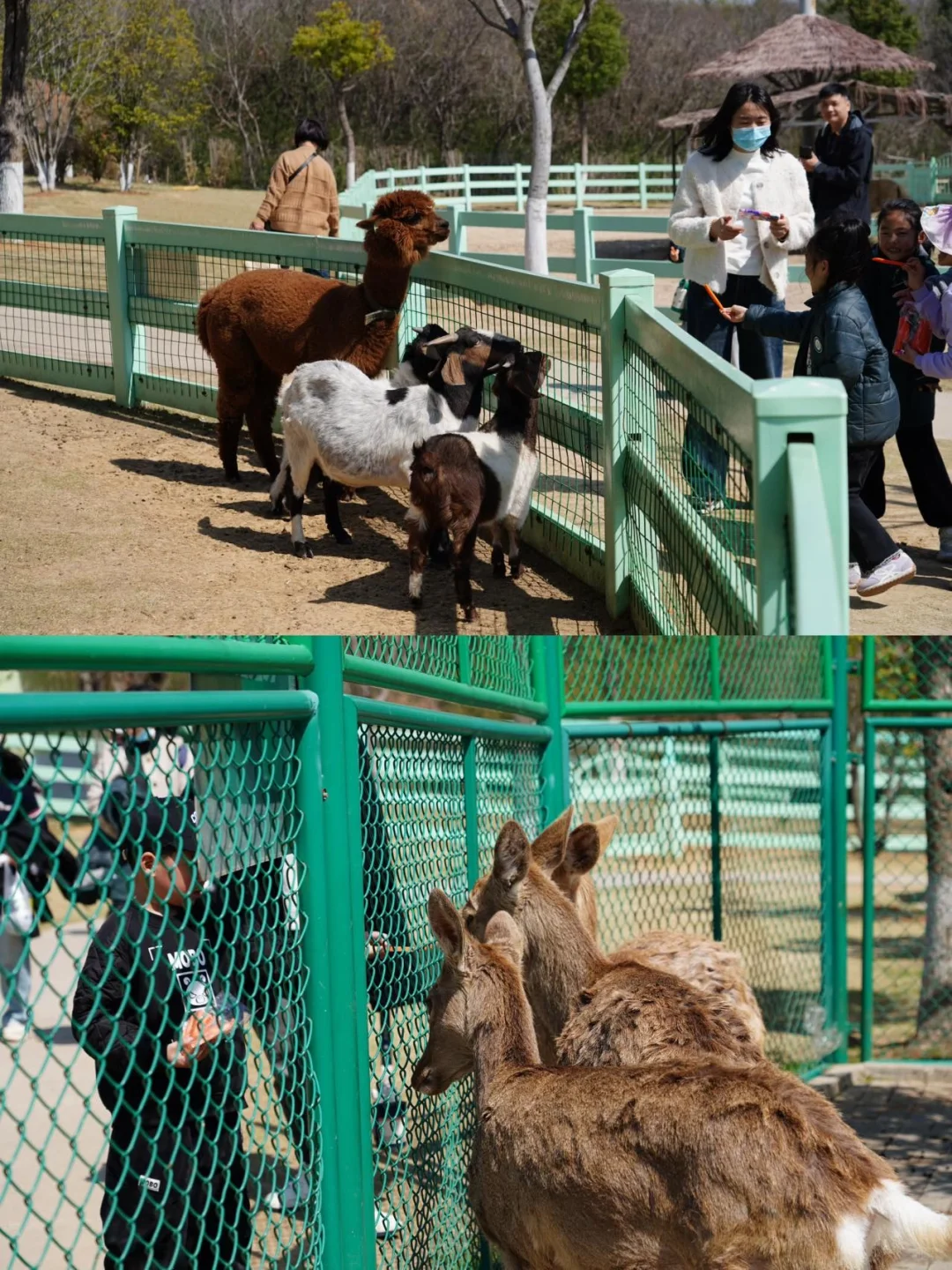 春日出逃计划｜在花谷奇缘实现人宠花海自由