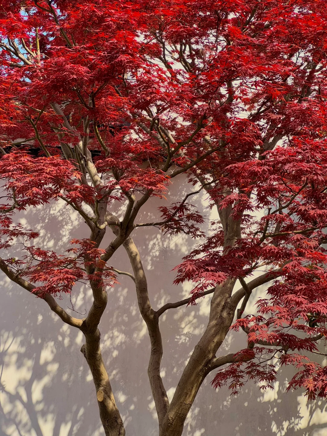 为了这17张照片 特意来了趟苏州