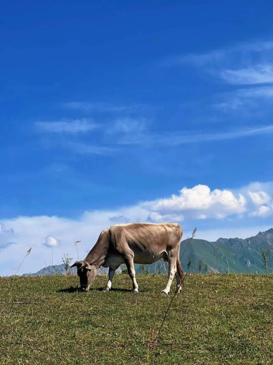 美到窒息！还不赶紧和姐妹来新疆拍照