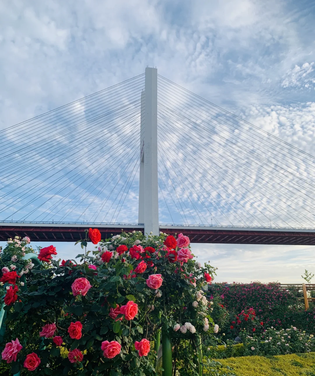 闯入南浦大桥花海秘境！江边吹风附夜景！