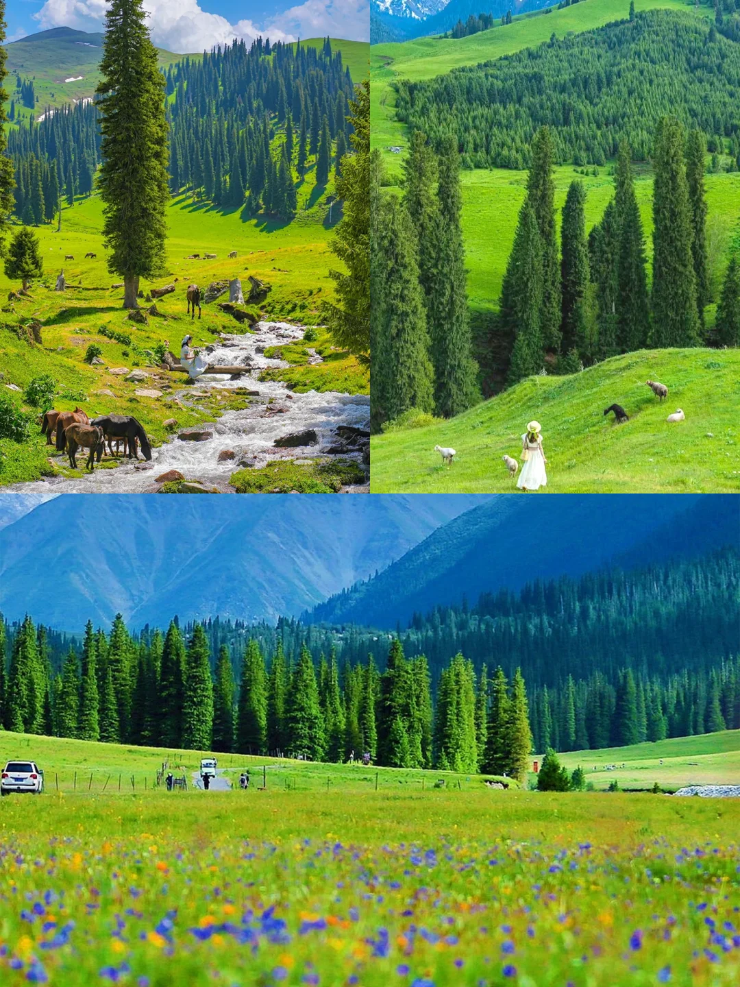 🍃一生总要去一次新疆过夏天🌈