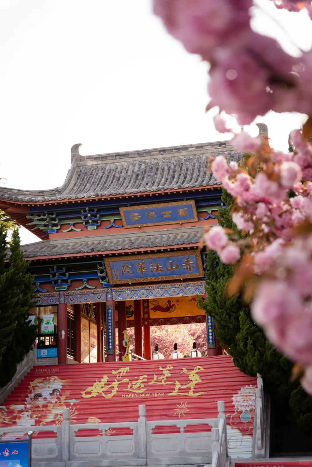 🌸🔥五一特辑！威海石岛赤山樱花节全攻