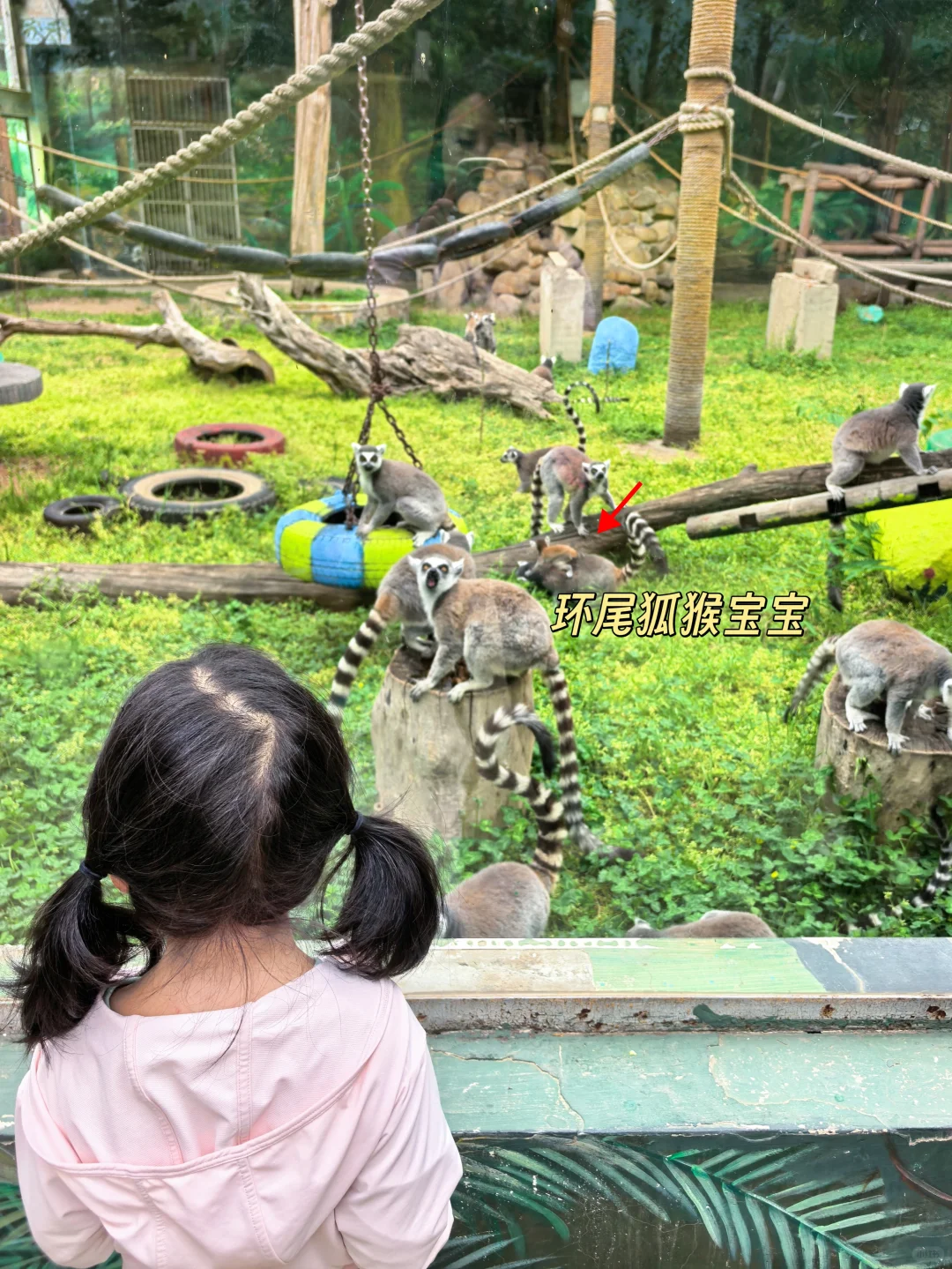 崩溃❗️秦岭野生动物园会惩罚不做攻略每个