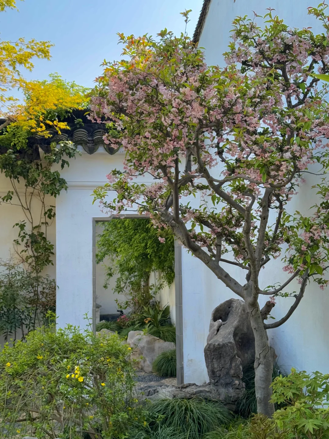 为了这17张照片 特意来了趟苏州